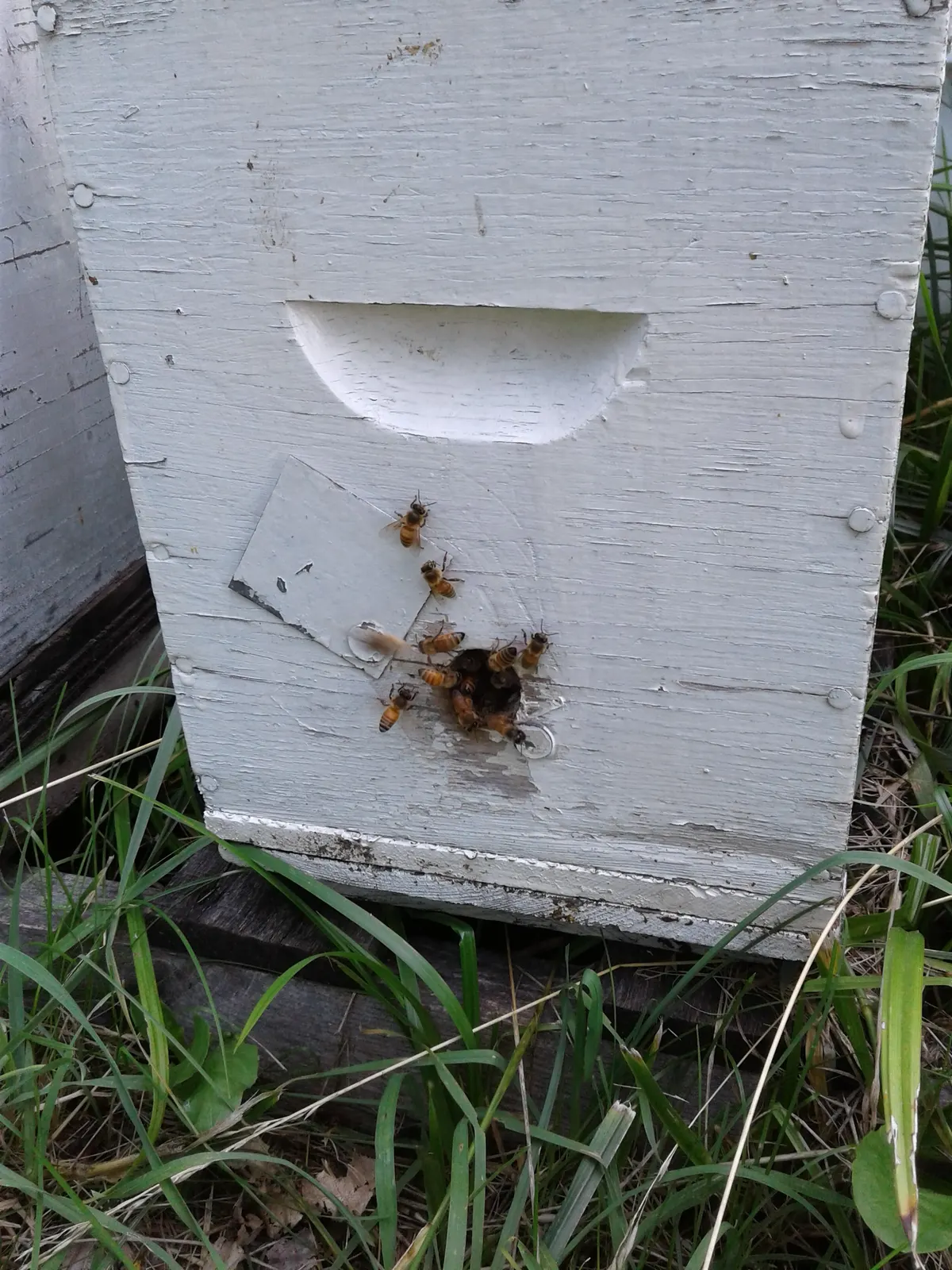 Bees flying in and out of a small entrance hole in a white hive box, surrounded by tall grass