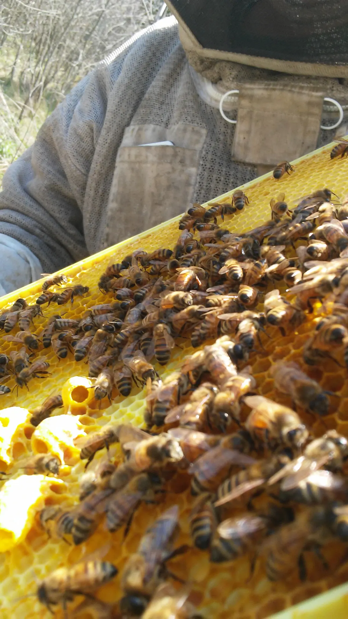 Bees clustered on a comb frame, viewed from above a beekeeper's gloved hands