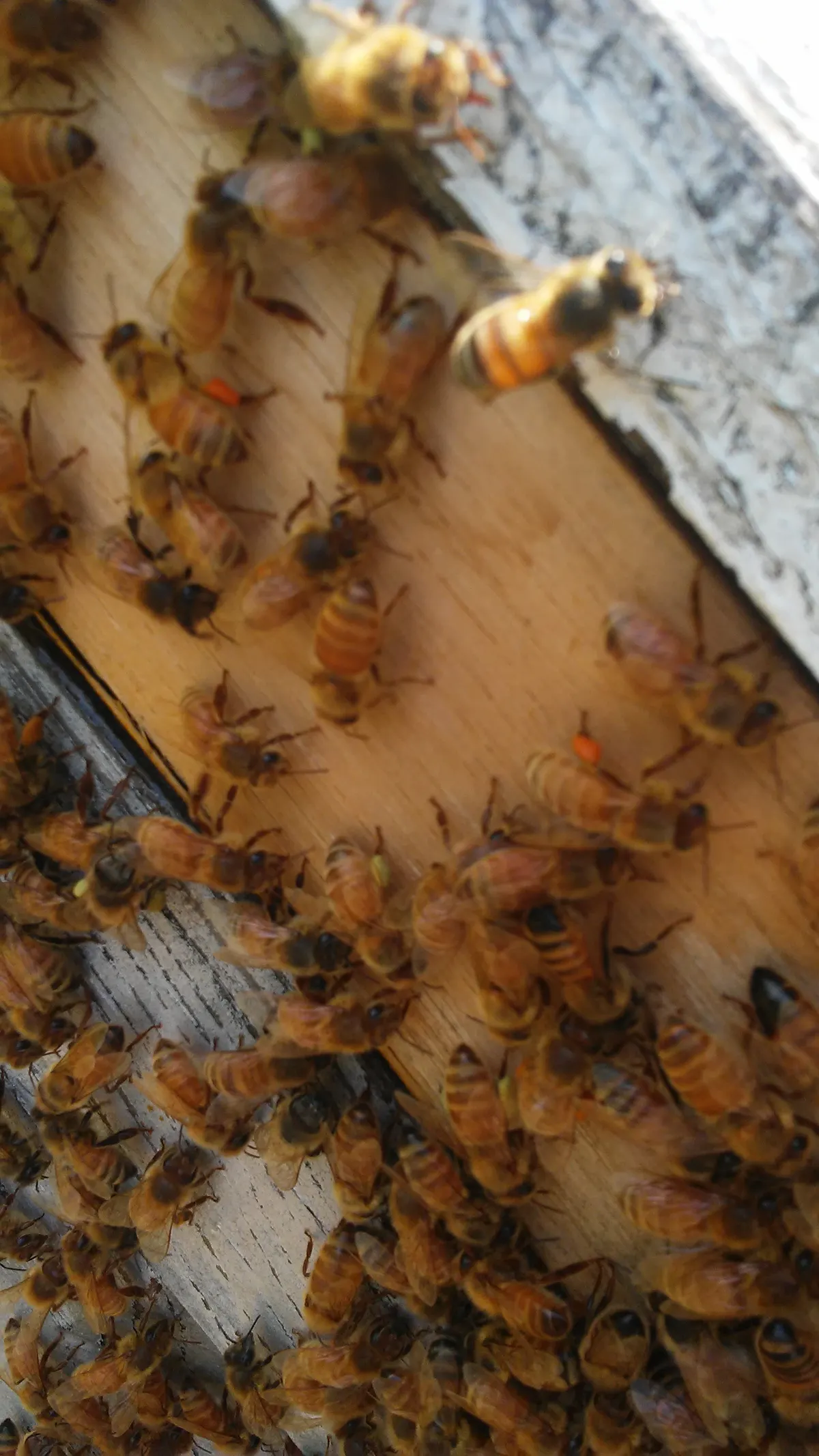 Close-up of foraging bees returning to the hive entrance carrying pollen